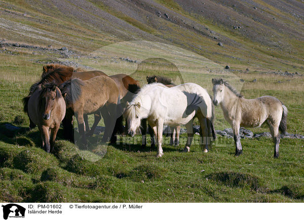 Islnder Herde / Herd of Icelandic horses / PM-01602