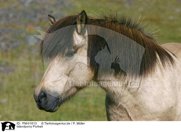 Islandpony Portrait / Icelandic horse Portrait / PM-01613
