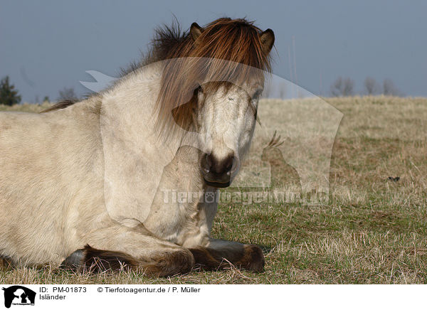 Islnder / Icelandic horse / PM-01873