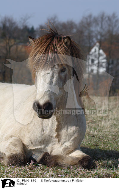 Islnder / Icelandic horse / PM-01876