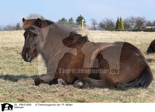 Islnder / Icelandic horse / PM-01880