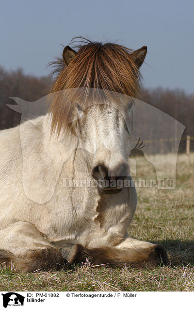 Islnder / Icelandic horse / PM-01882