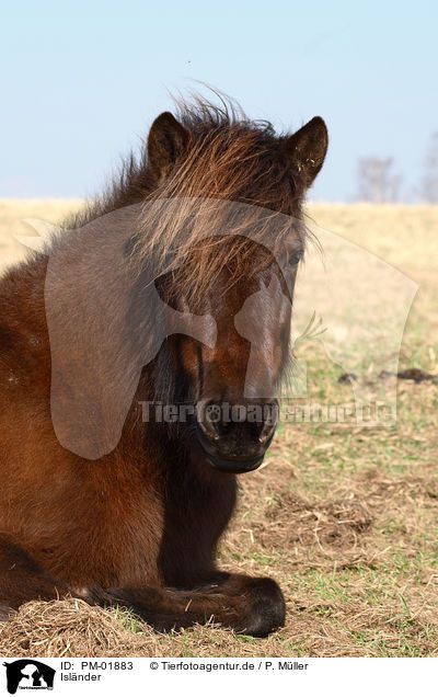 Islnder / Icelandic horse / PM-01883