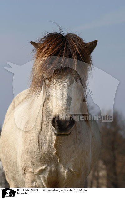 Islnder / Icelandic horse / PM-01889