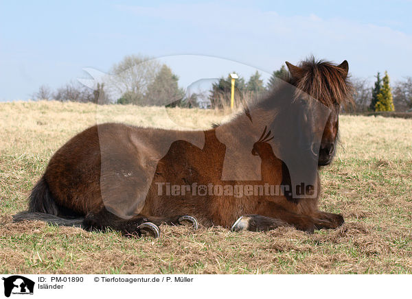 Islnder / Icelandic horse / PM-01890