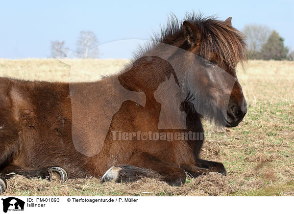Islnder / Icelandic horse / PM-01893