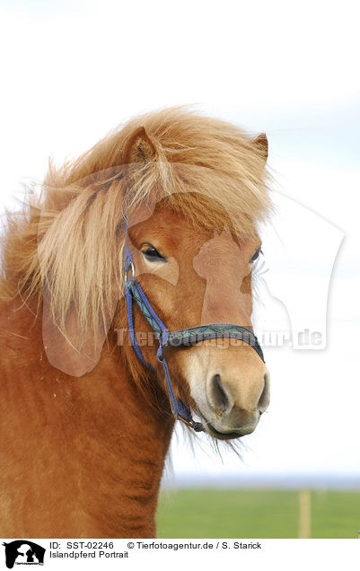 Islandpferd Portrait / Islandic horse Portrait / SST-02246
