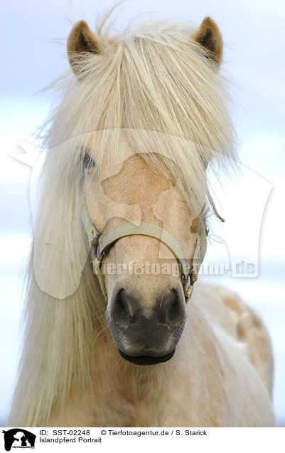 Islandpferd Portrait / Islandic horse Portrait / SST-02248