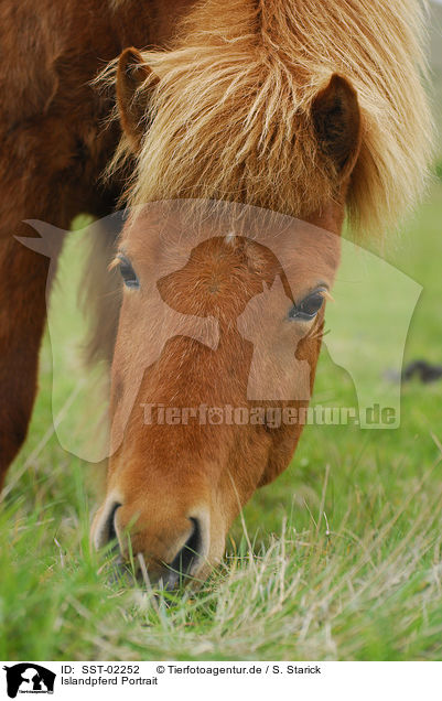 Islandpferd Portrait / Islandic horse Portrait / SST-02252