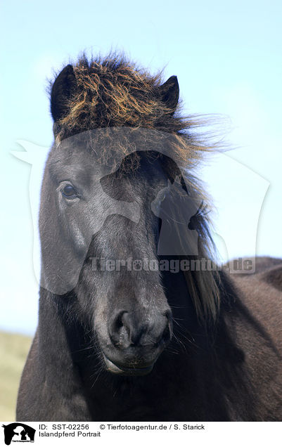 Islandpferd Portrait / Islandic horse Portrait / SST-02256