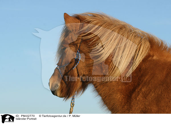 Islnder Portrait / icelandic horse portrait / PM-02770