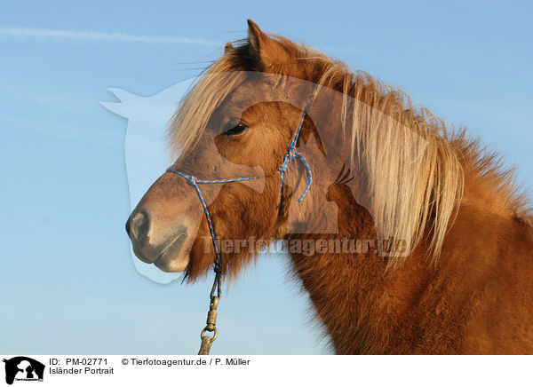 Islnder Portrait / icelandic horse portrait / PM-02771