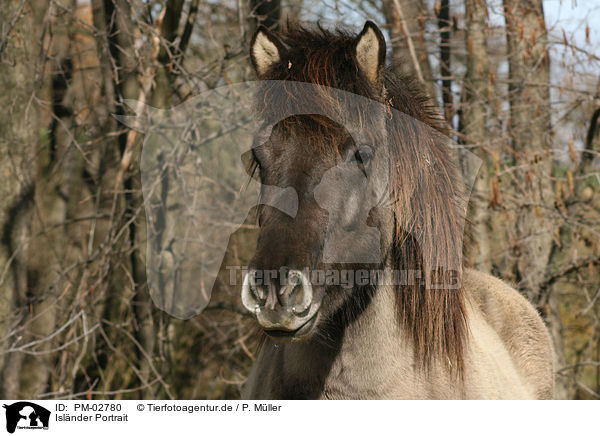 Islnder Portrait / icelandic horse portrait / PM-02780