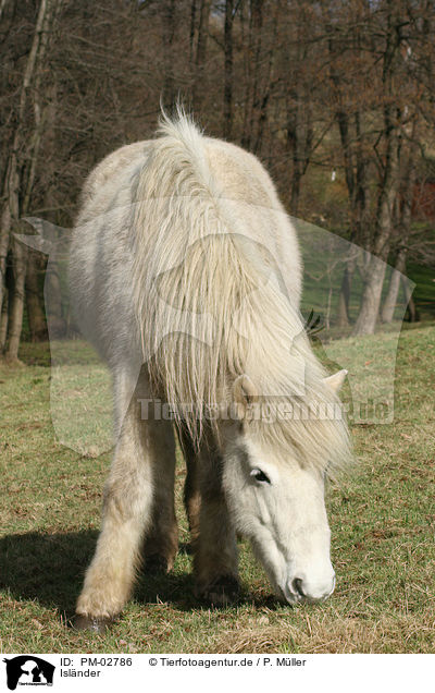 Islnder / icelandic horse / PM-02786