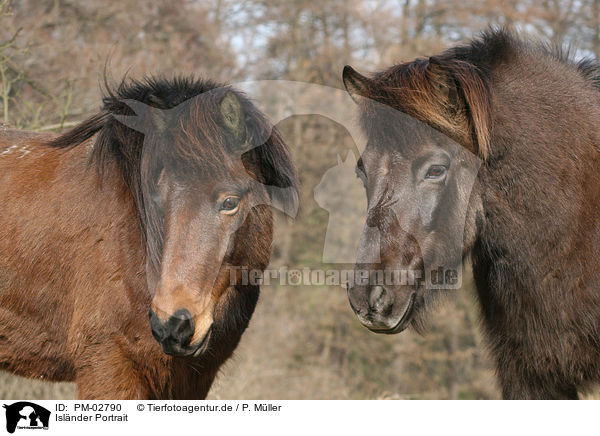 Islnder Portrait / icelandic horse portrait / PM-02790