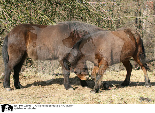 spielende Islnder / playing icelandic horses / PM-02796