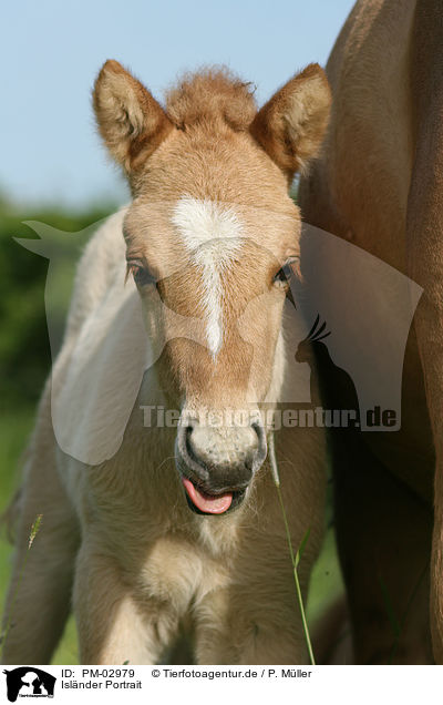 Isl�nder Portrait / icelandic horse portrait / PM-02979