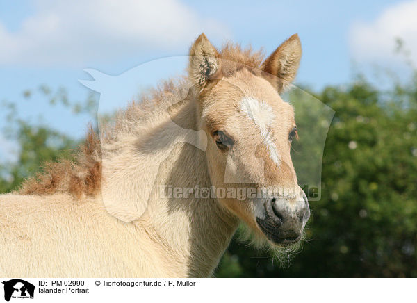 Isl�nder Portrait / icelandic horse portrait / PM-02990