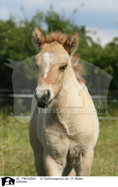Isl�nder / icelandic horse / PM-02992