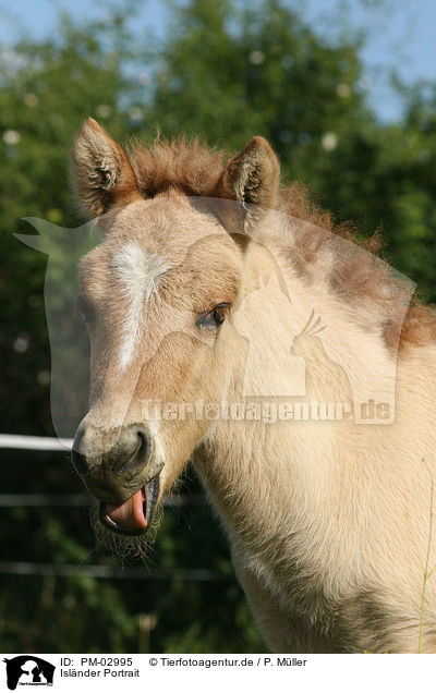 Isl�nder Portrait / icelandic horse portrait / PM-02995