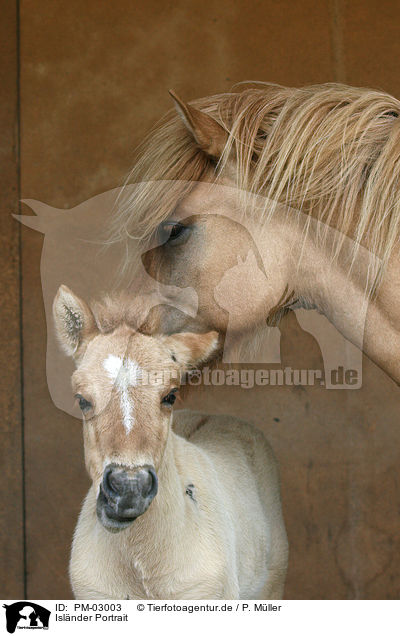 Isl�nder Portrait / icelandic horse portrait / PM-03003