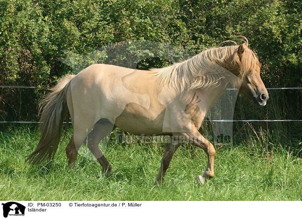 Islnder / Icelandic horse / PM-03250