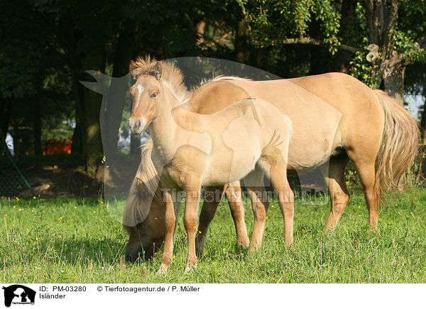Isl�nder / Icelandic horse / PM-03280