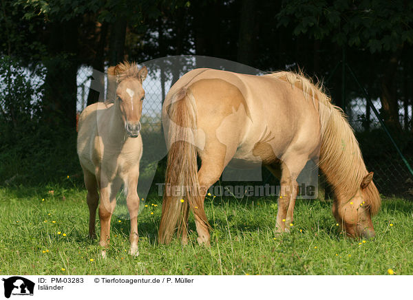 Islnder / Icelandic horse / PM-03283