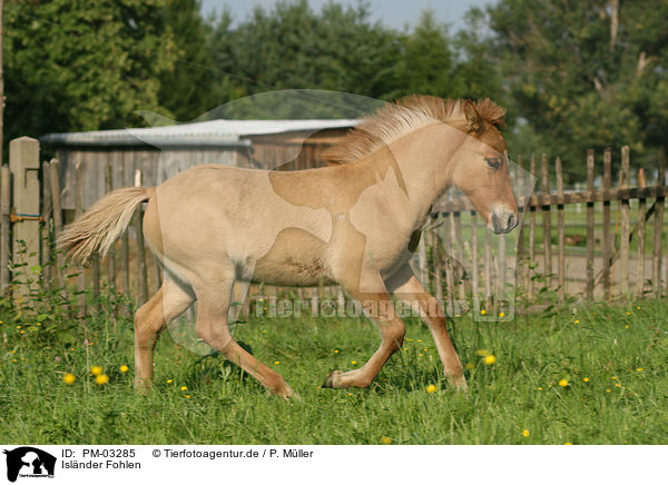 Islnder Fohlen / PM-03285