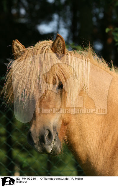 Islnder / Icelandic horse / PM-03286