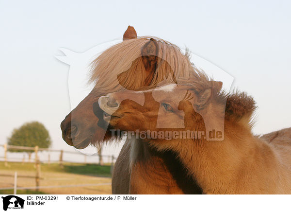 Islnder / Icelandic horse / PM-03291