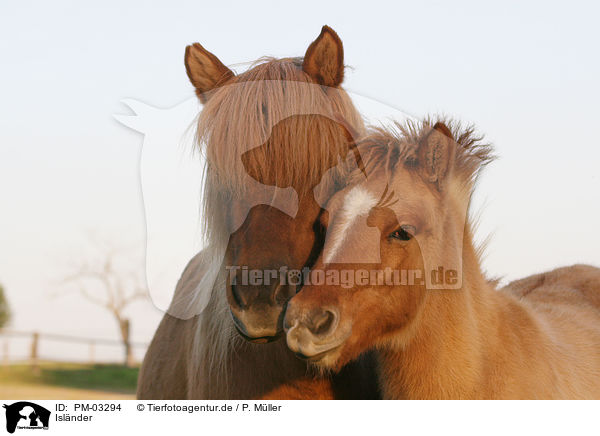 Islnder / Icelandic horse / PM-03294