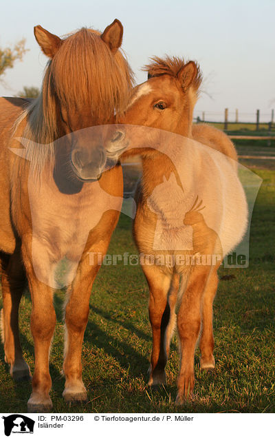 Islnder / Icelandic horse / PM-03296
