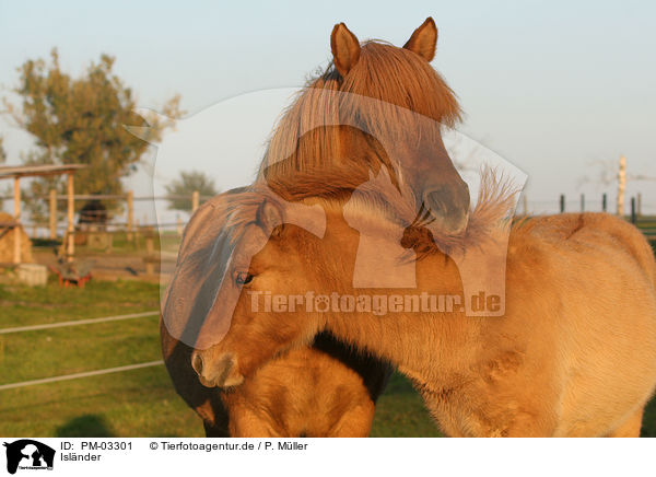 Islnder / Icelandic horse / PM-03301