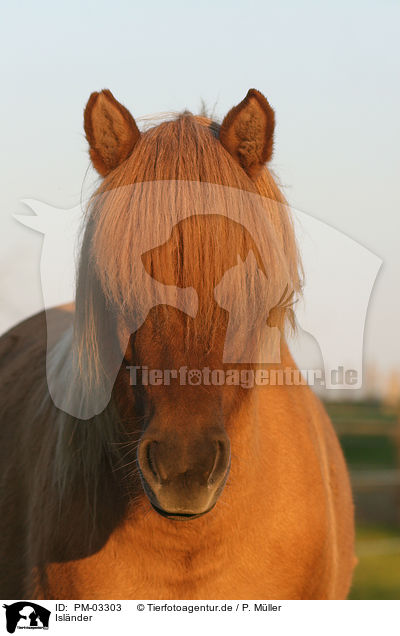 Islnder / Icelandic horse / PM-03303