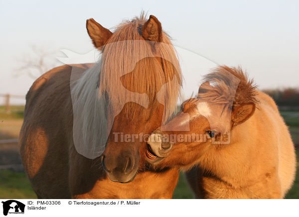 Islnder / Icelandic horse / PM-03306