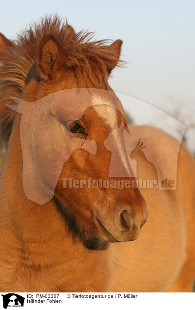 Islnder Fohlen / Icelandic horse / PM-03307