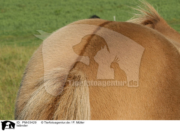 Islnder / Islandic horse / PM-03429