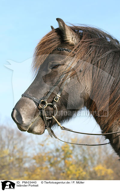 Islnder Portrait / Islandic horse portrait / PM-03440