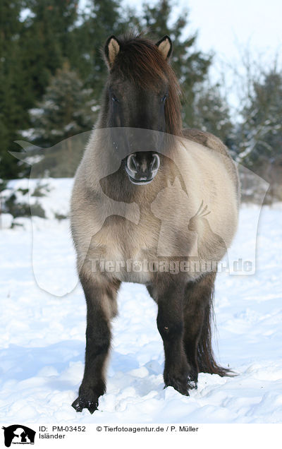 Islnder / Islandic horse / PM-03452