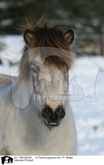 Islnder Portrait / Icelandic horse portrait / PM-03454