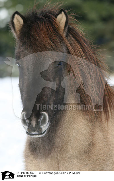 Islnder Portrait / Islandic horse portrait / PM-03457