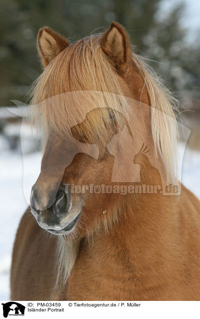 Islnder Portrait / Islandic horse portrait / PM-03459