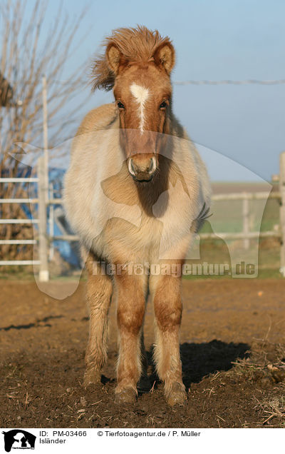 Islnder / Islandic horse / PM-03466