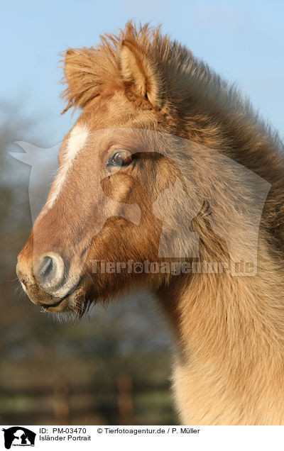 Islnder Portrait / Islandic horse portrait / PM-03470