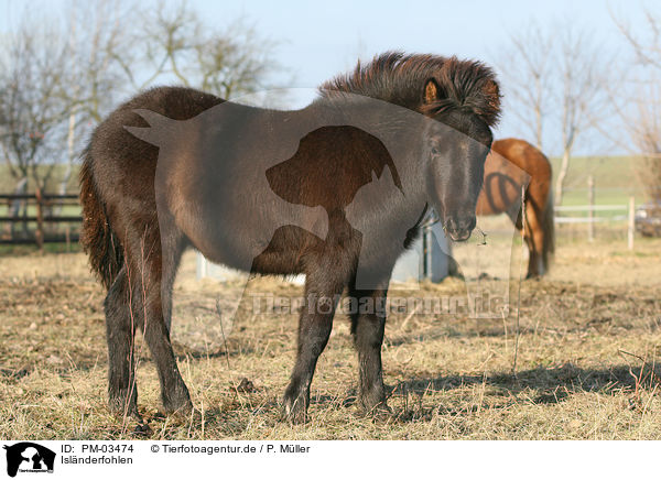 Islnderfohlen / Islandic horse foal / PM-03474