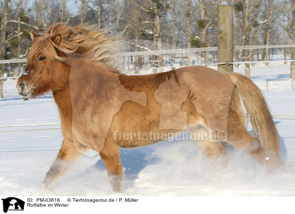 Rotfalbe im Winter / Icelandic horse in snow / PM-03618