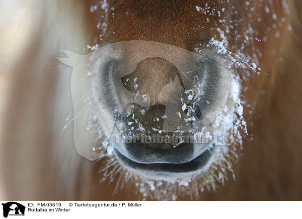 Rotfalbe im Winter / Icelandic horse in snow / PM-03619