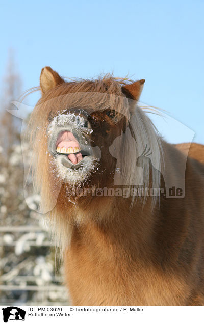 Rotfalbe im Winter / Icelandic horse in snow / PM-03620