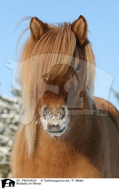 Rotfalbe im Winter / Icelandic horse in snow / PM-03628